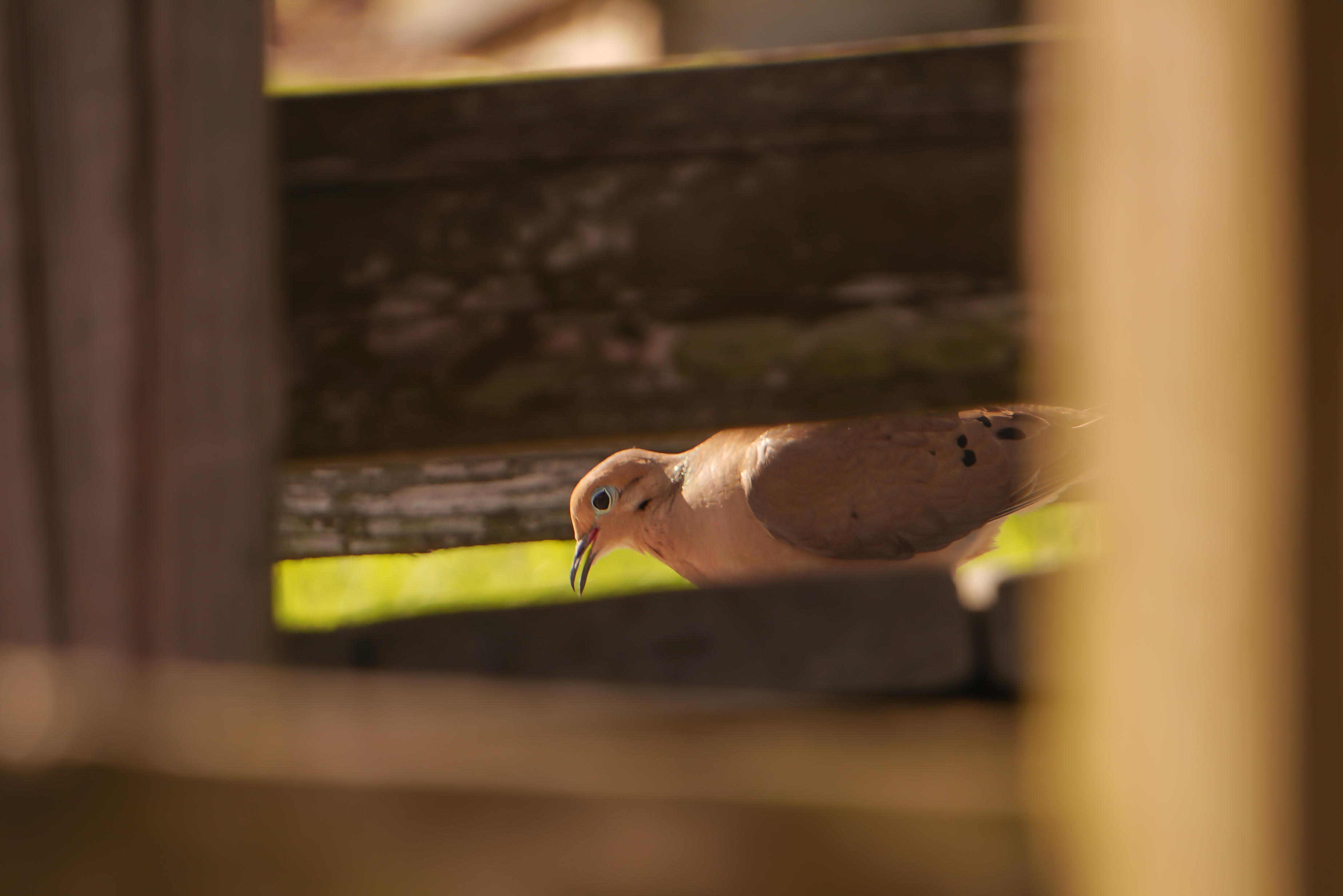 Mourning dove perched on a bare winter branch