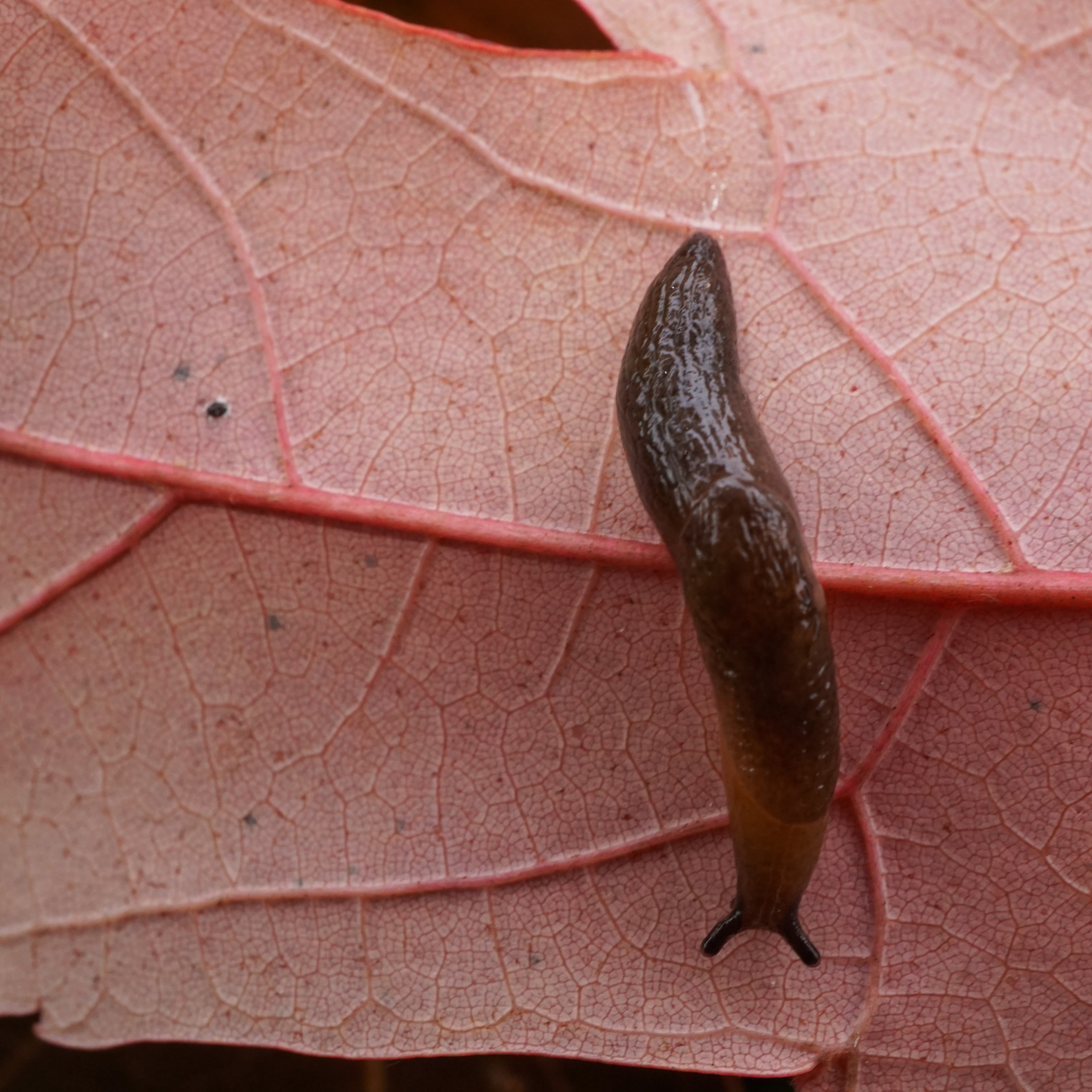 Slug on Fallen Oak Leaf