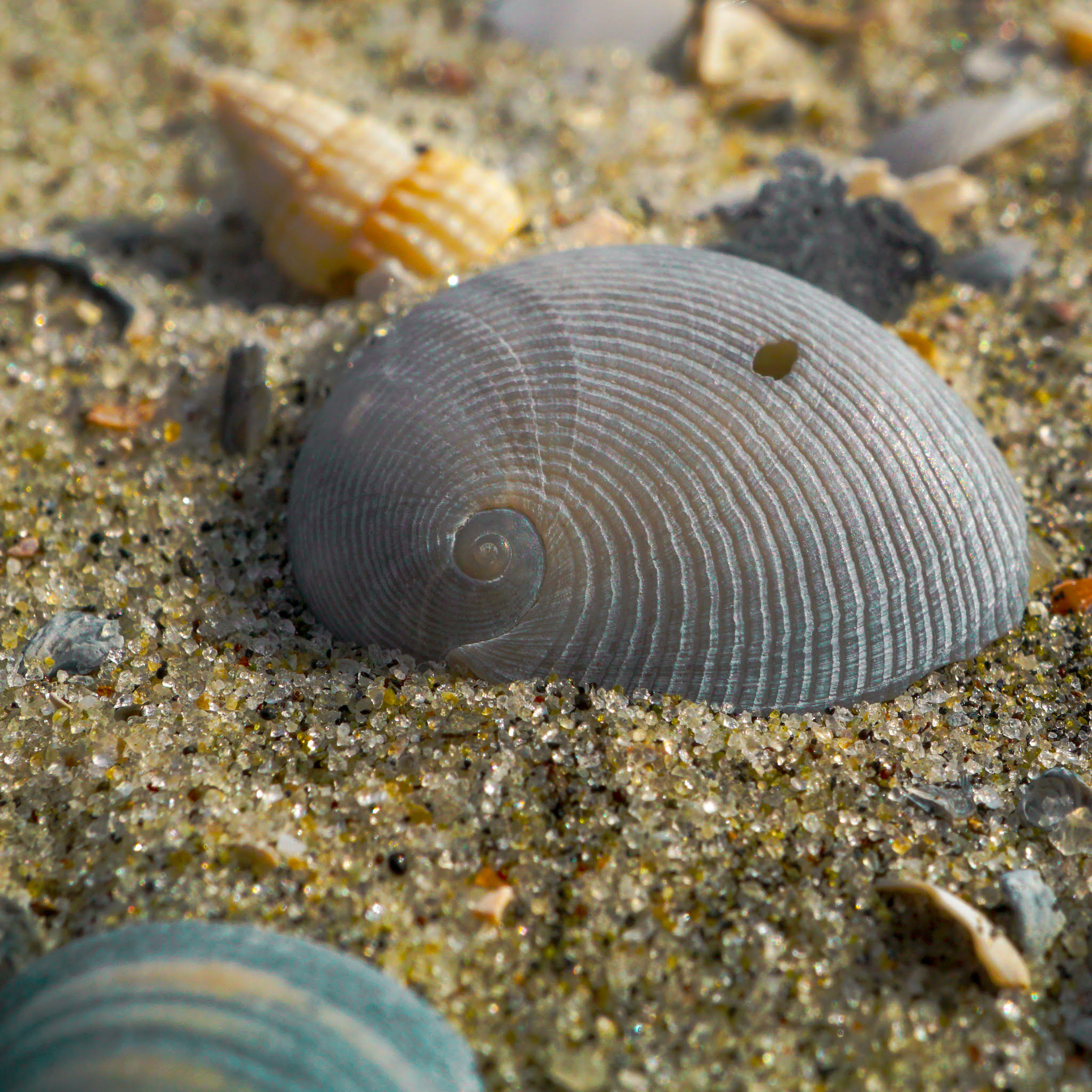 Macro photograph of shells and sand grains at Folly Beach