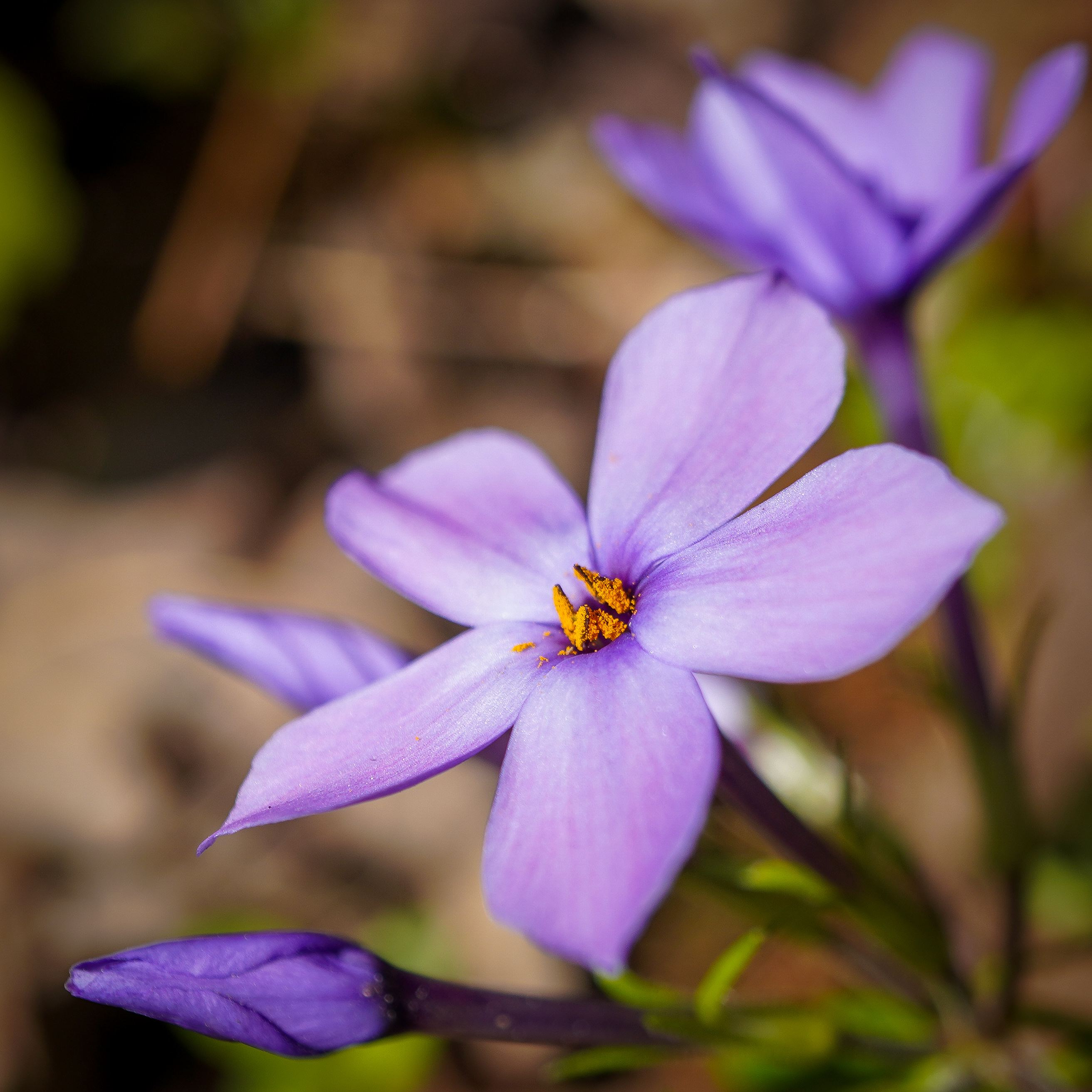 Spring Phlox — Macro photography by Christopher Brenzel