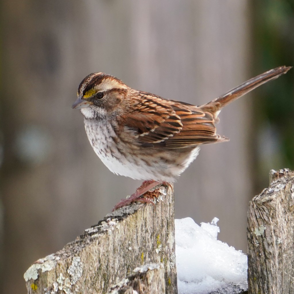 Capturing Backyard Birds
