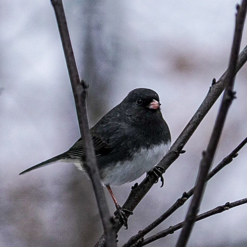 Birding at Bettman Nature&nbsp;Preserve